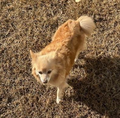 Minnie ADOPTED, an adopted Pomeranian in Englishtown, NJ_image-1
