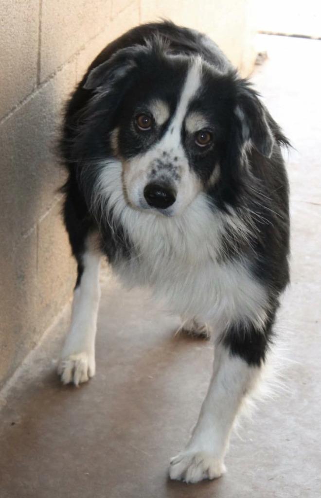 Enlarge Dirk, a Adoptable Australian Shepherd in Thompson Falls, MT image 1/1