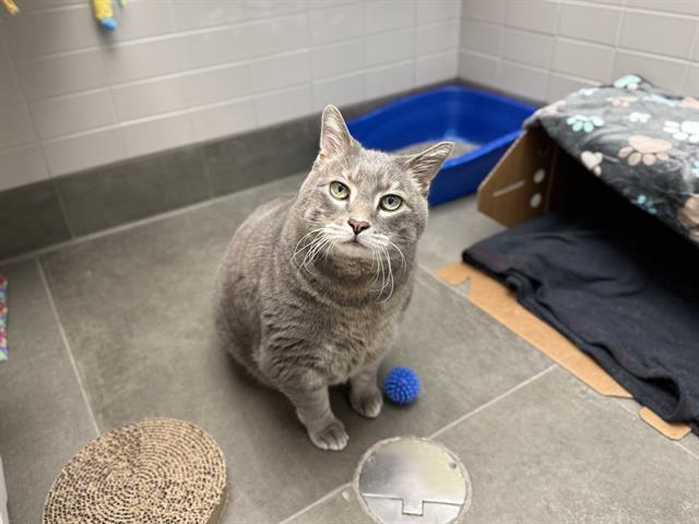 Enlarge CHARLIE, a Adoptable mixed breed in Omaha, NE image 1/1