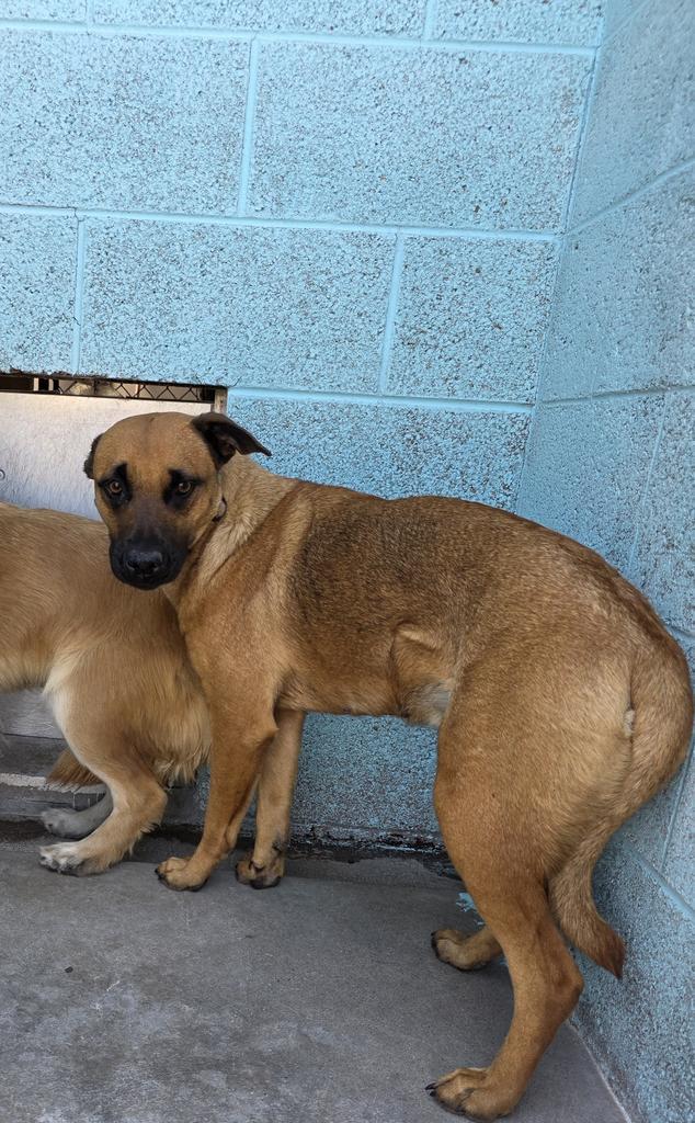 Enlarge Delta, a Adoptable mixed breed in Holbrook, AZ image 1/2