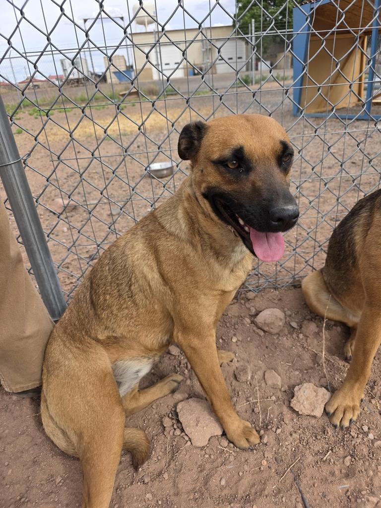 Enlarge Delta, a Adoptable mixed breed in Holbrook, AZ image 2/2