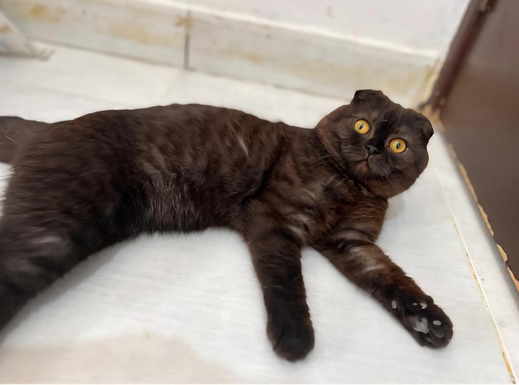 Enlarge Tawny, a Adoptable Scottish Fold in San Jacinto, CA image 1/1