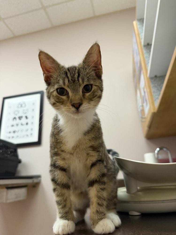 Ash, Adoptable, Kitten Male Domestic Short Hair.