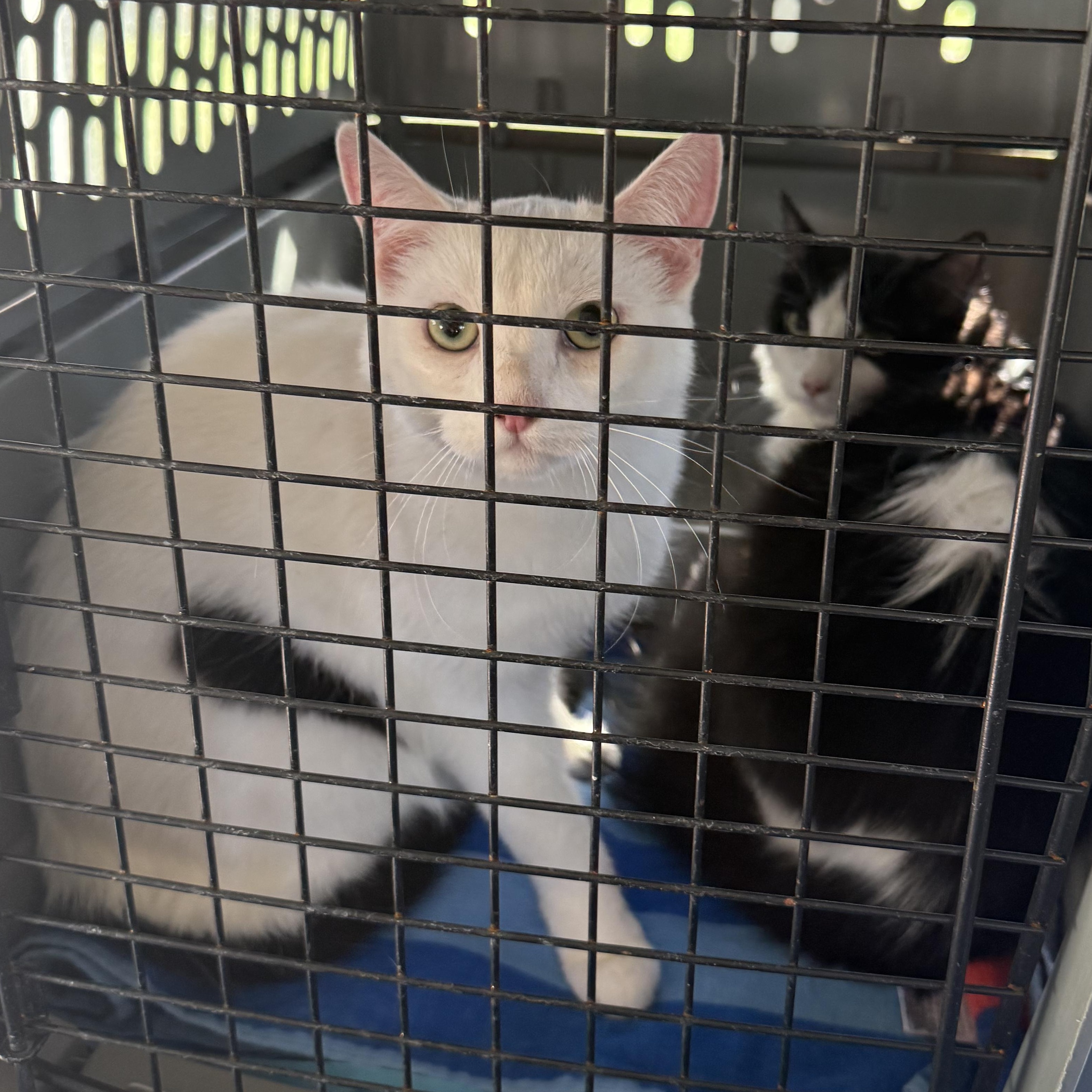 Mr. Wonderful Angel, a Adoptable Domestic Short Hair in Ridgefield, WA image 4/6