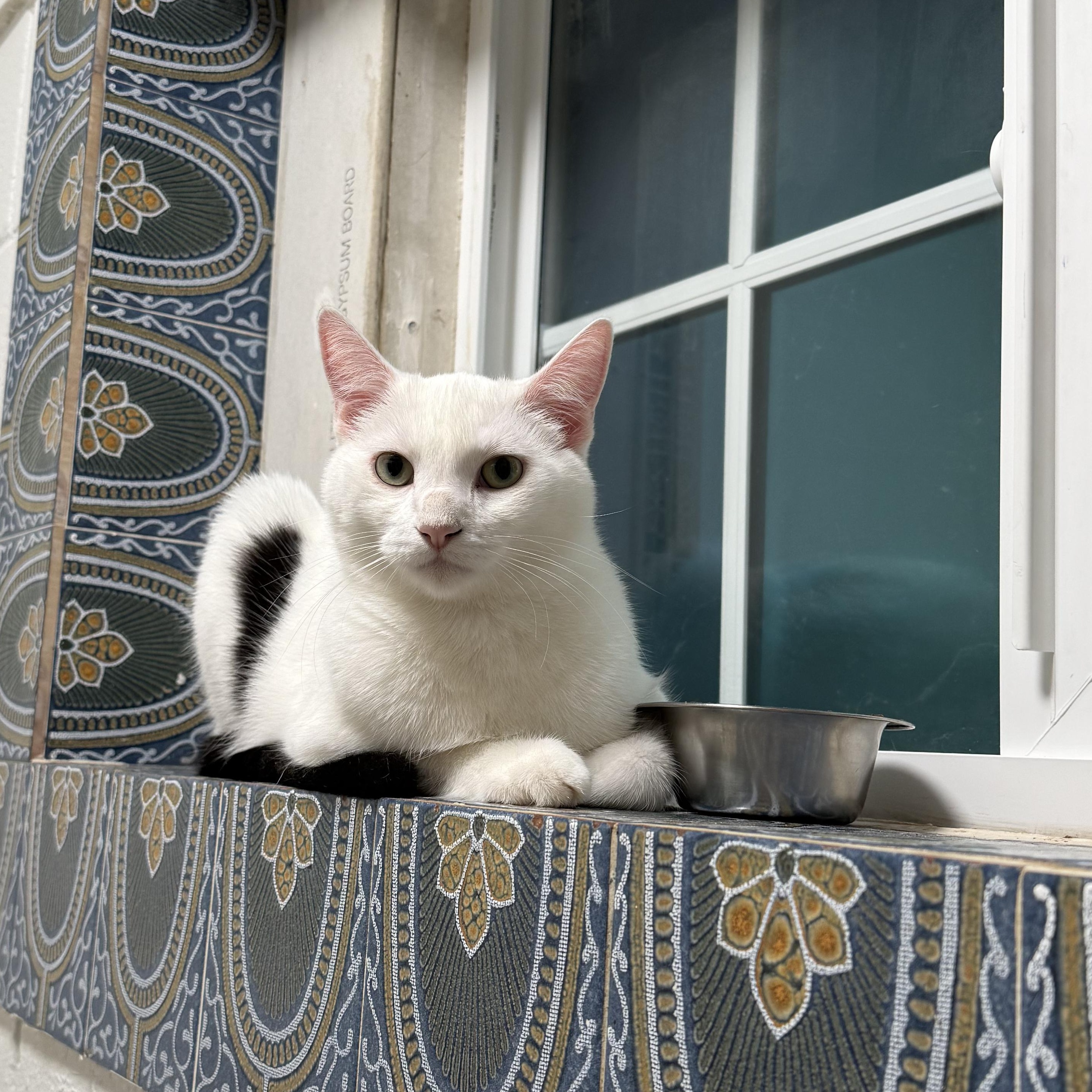 Mr. Wonderful Angel, a Adoptable Domestic Short Hair in Ridgefield, WA image 5/6