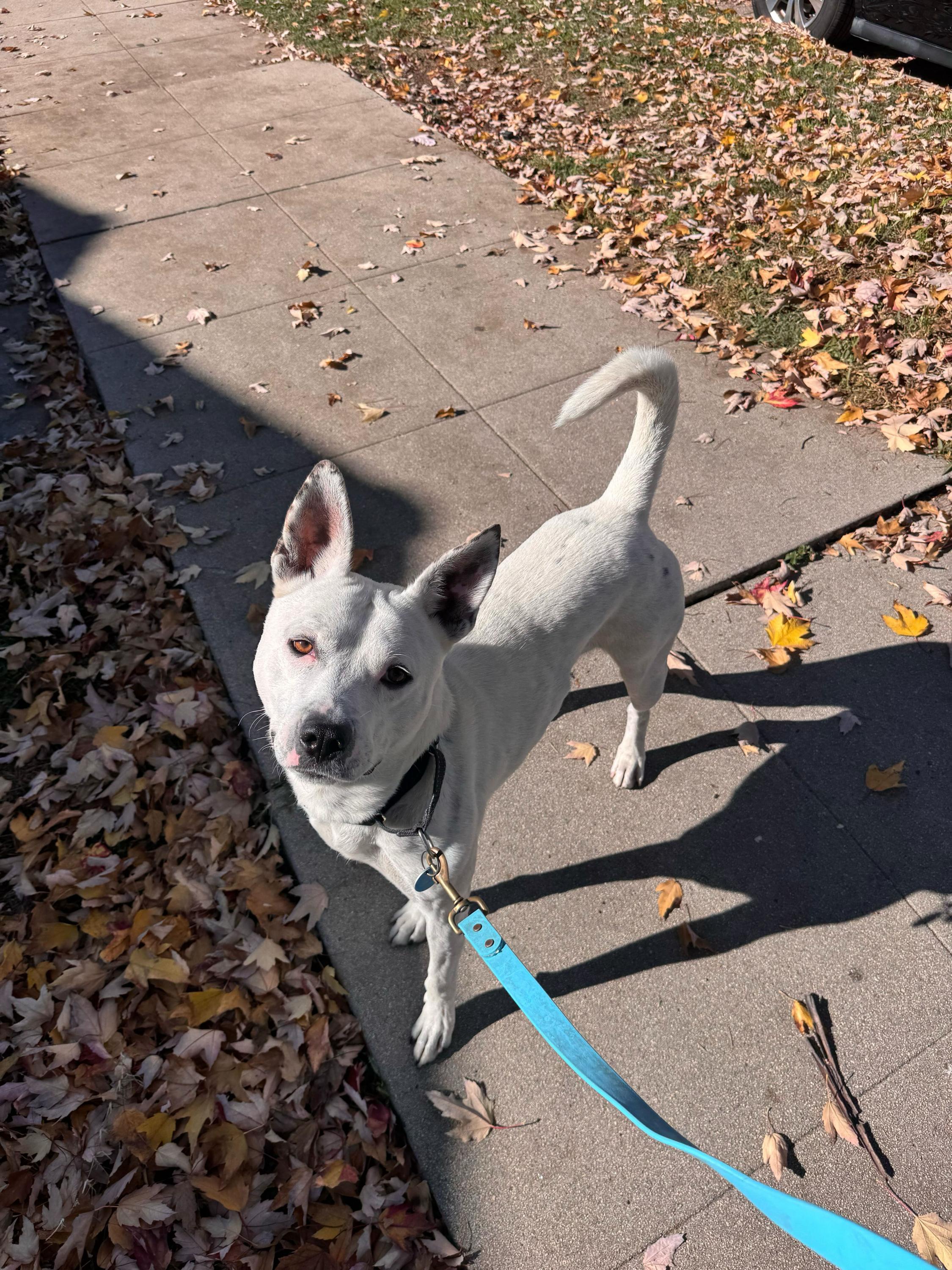 Andrew, a Adoptable mixed breed in Pasadena, CA image 1/6