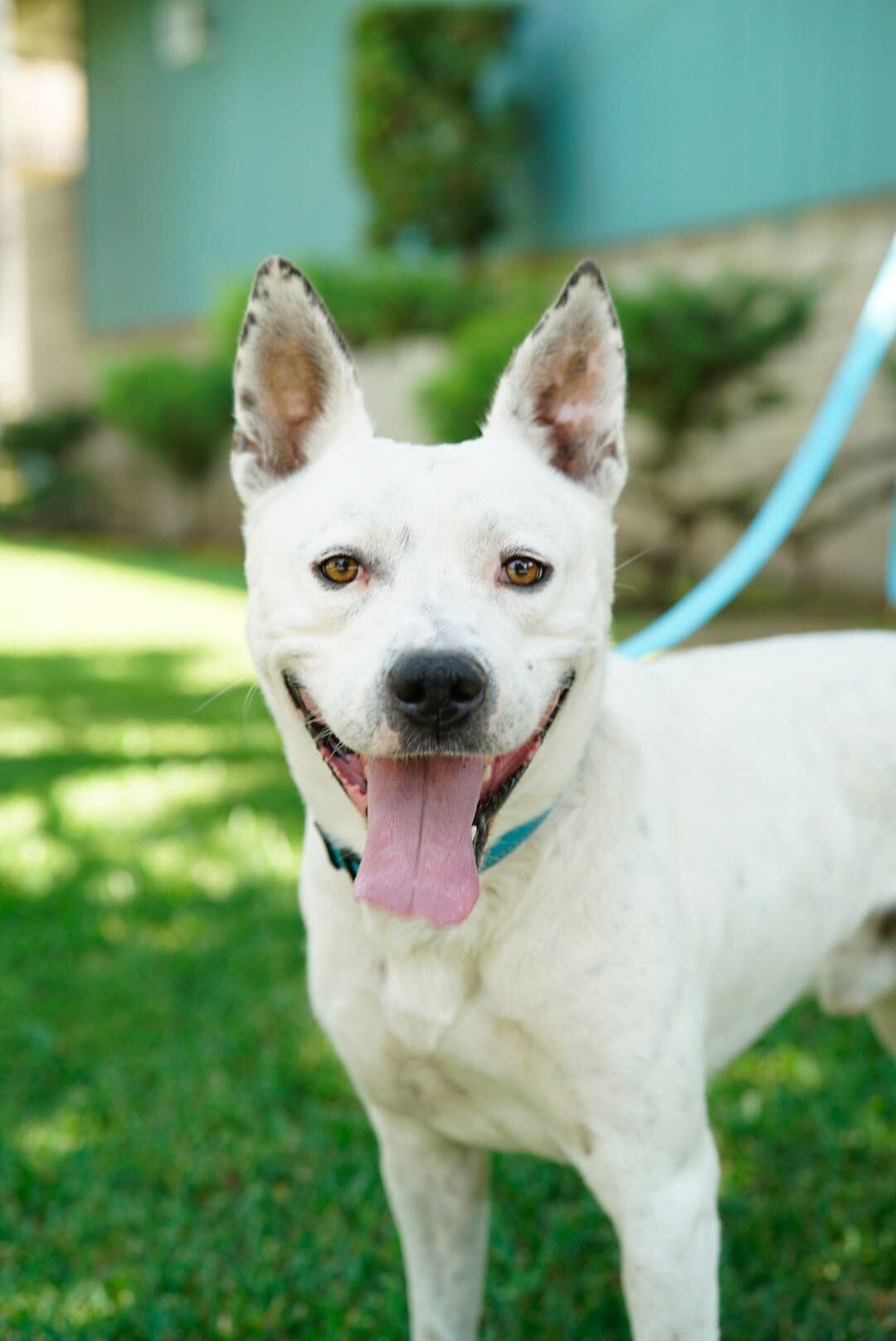Andrew, a Adoptable mixed breed in Pasadena, CA image 6/6