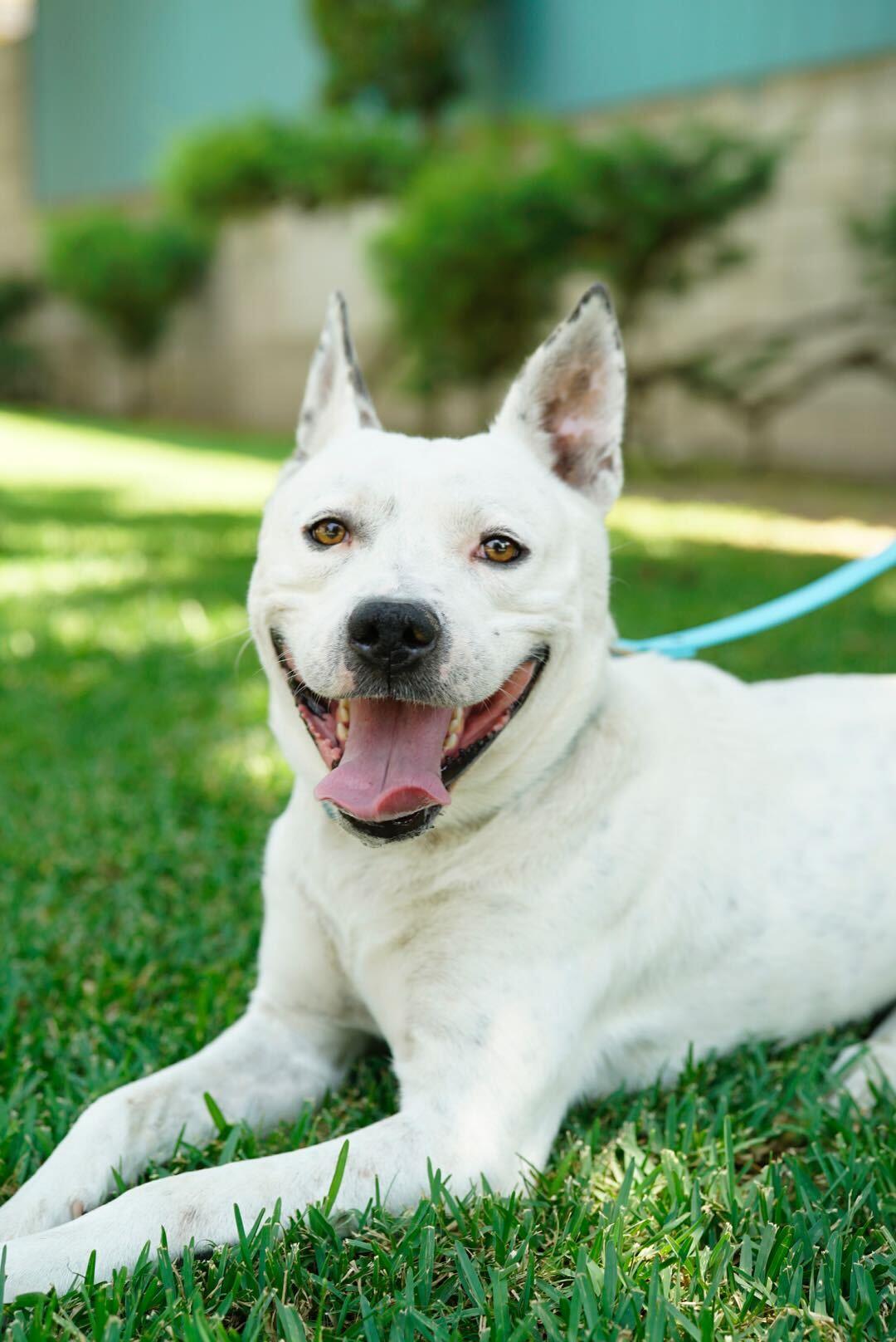 Andrew, a Adoptable mixed breed in Pasadena, CA image 2/6
