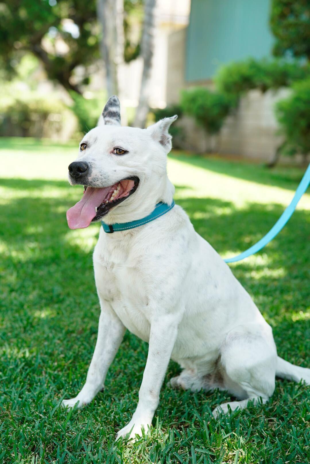 Andrew, a Adoptable mixed breed in Pasadena, CA image 5/6