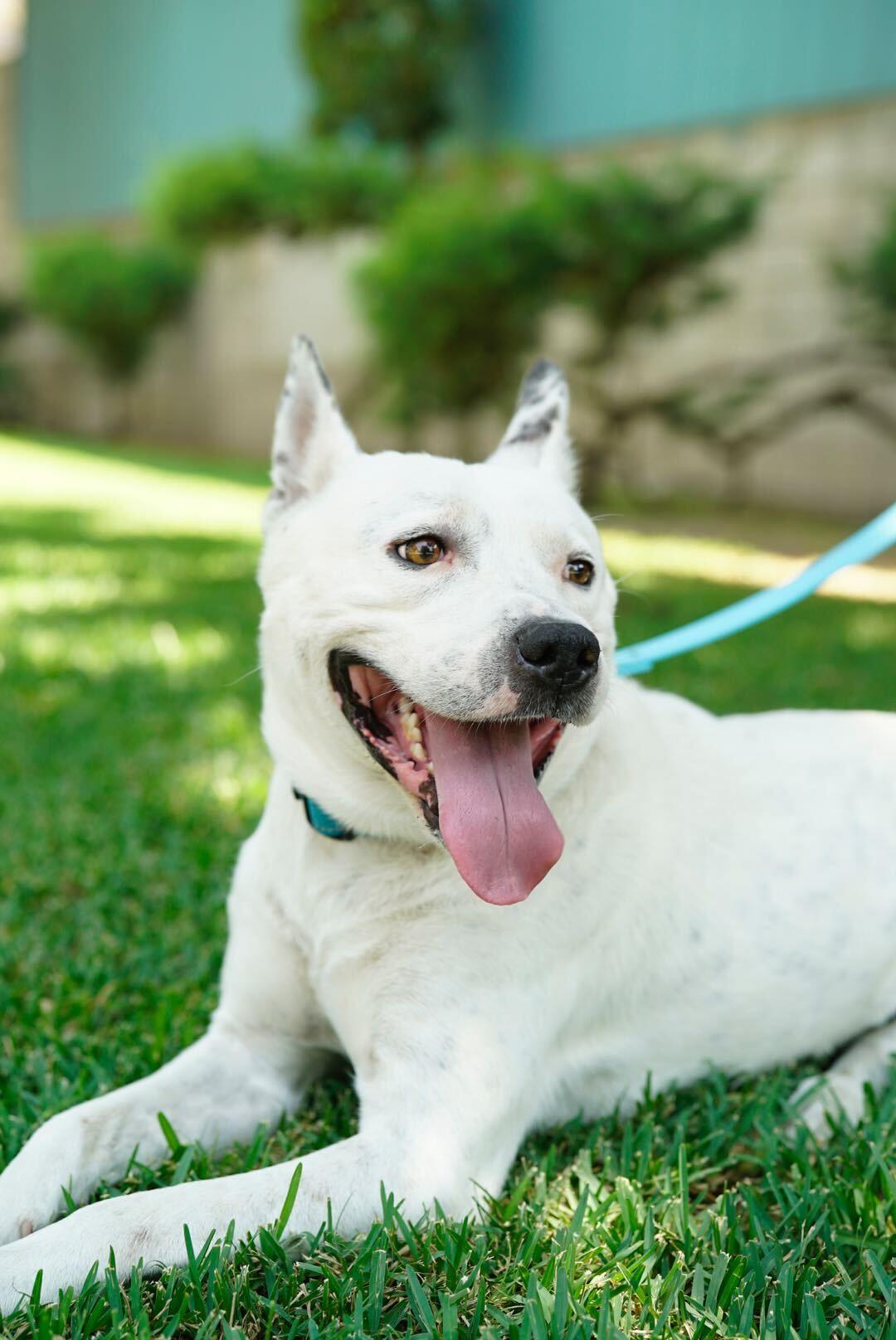 Andrew, a Adoptable mixed breed in Pasadena, CA image 4/6