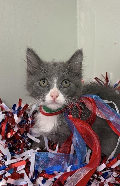 Pickles, Adoptable, Kitten Female Domestic Medium Hair & Domestic Short Hair.