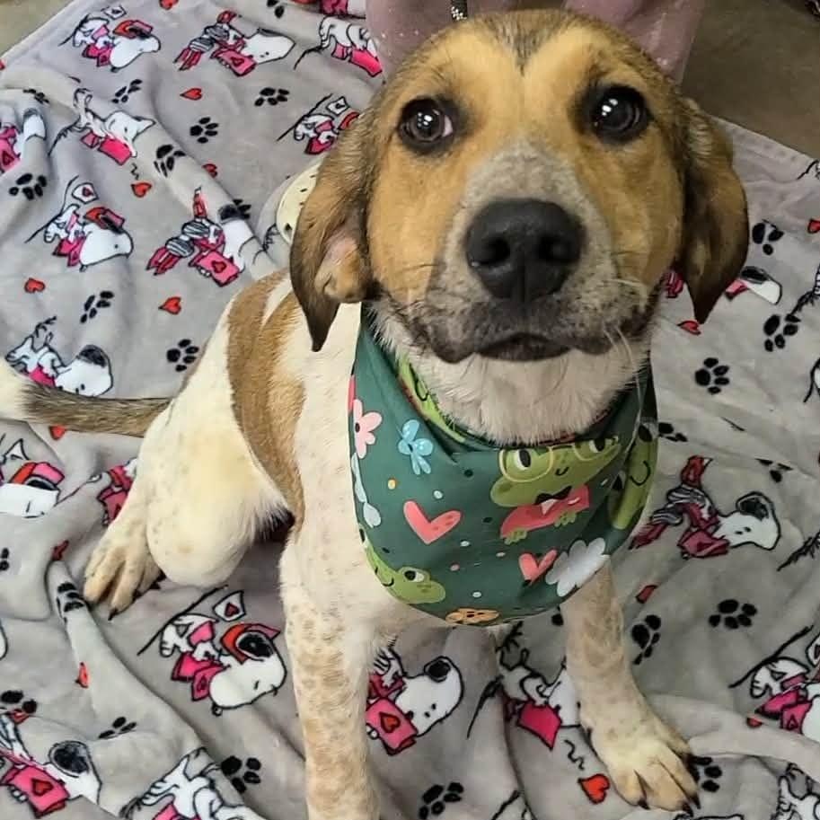 Enlarge Tilly, a ADOPTABLE Mixed Breed in Woolwich, ME image 4/4