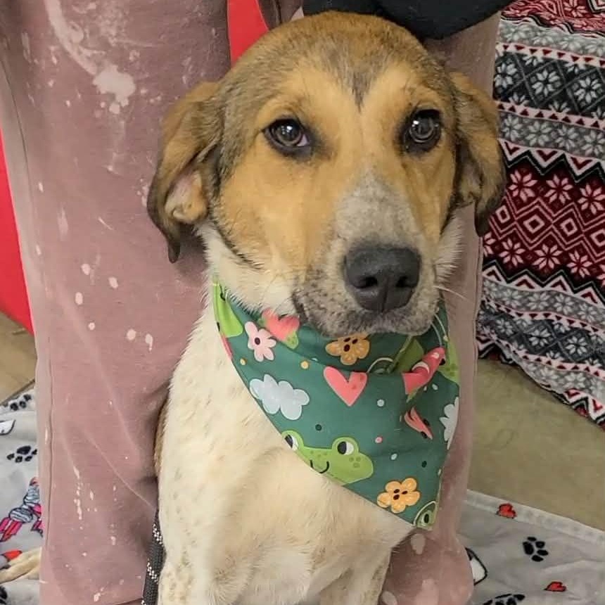 Enlarge Tilly, a ADOPTABLE Mixed Breed in Woolwich, ME image 1/4