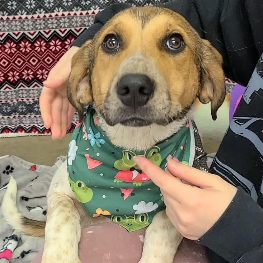 Enlarge Tilly, a ADOPTABLE Mixed Breed in Woolwich, ME image 2/4