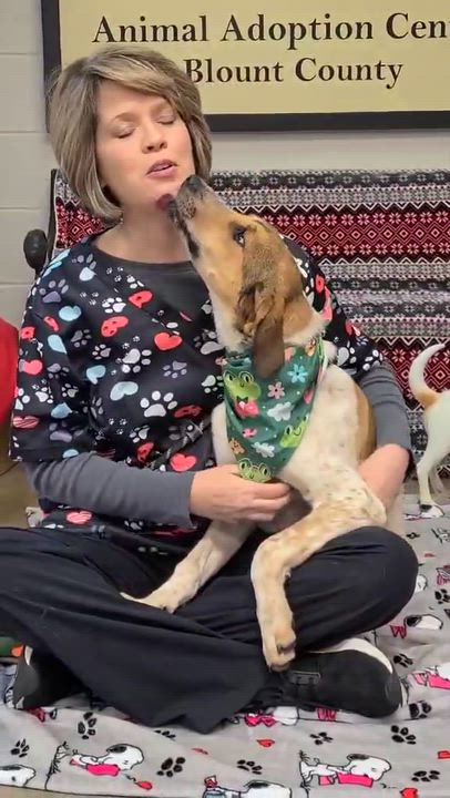 Enlarge Tilly, a ADOPTABLE Mixed Breed in Woolwich, ME video 3/4