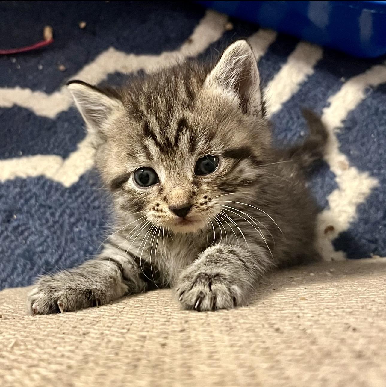Enlarge Opal, a Adoptable Tabby in Bethel, CT image 3/6