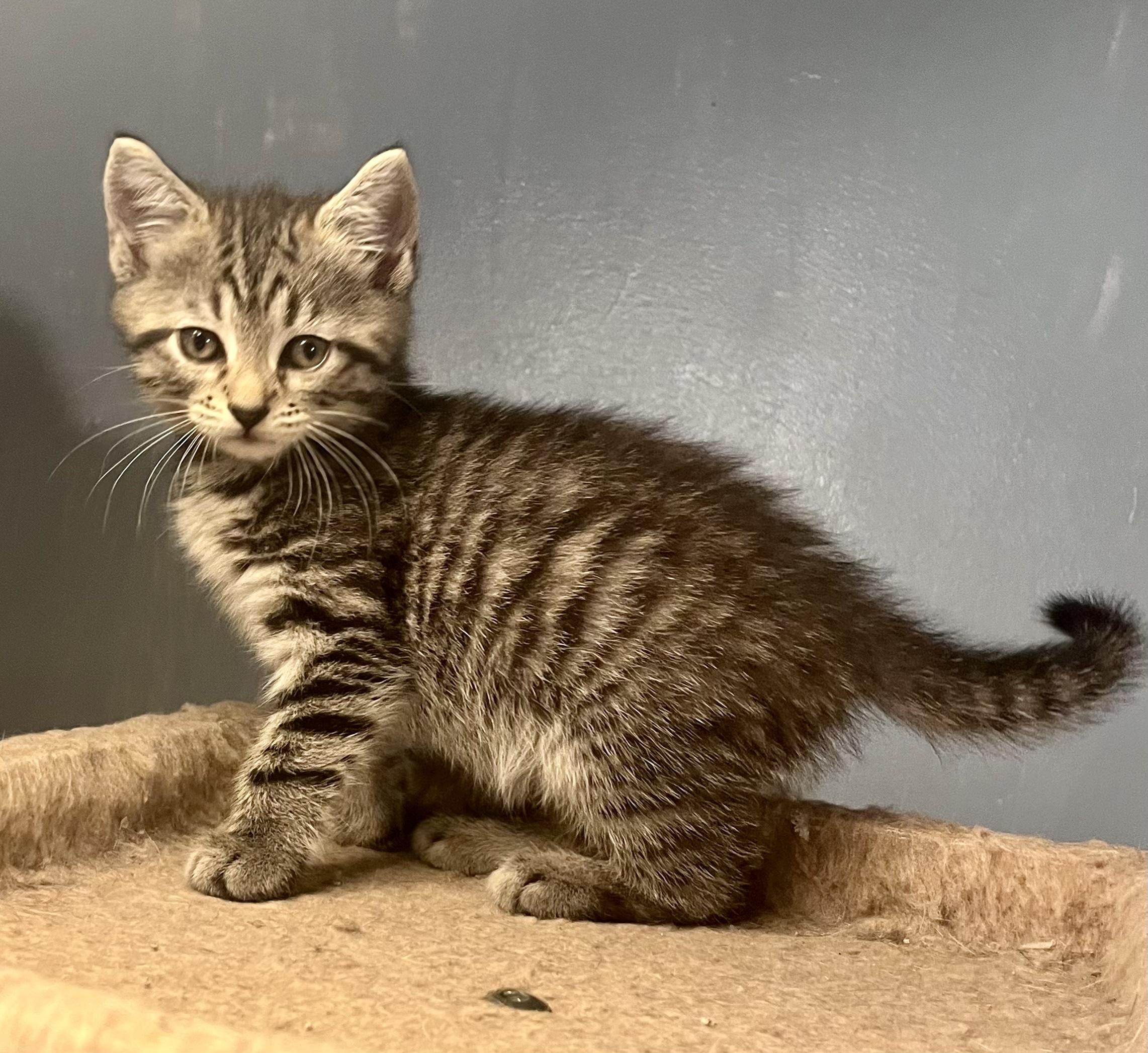 Enlarge Opal, a Adoptable Tabby in Bethel, CT image 5/6