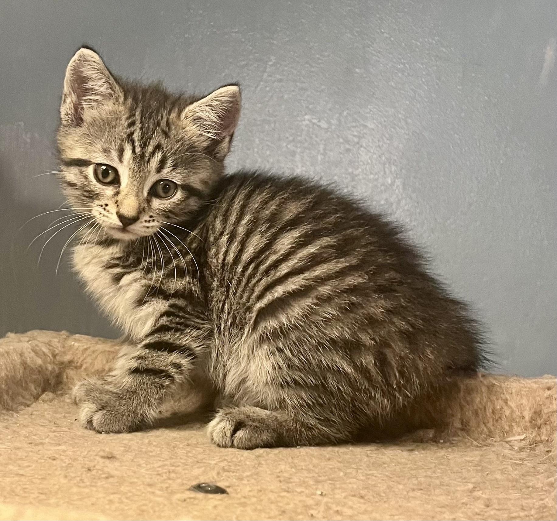 Enlarge Opal, a Adoptable Tabby in Bethel, CT image 6/6