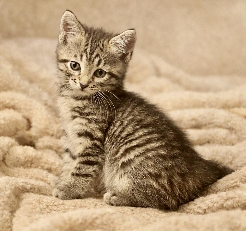 Enlarge Opal, a Adoptable Tabby in Bethel, CT image 2/6