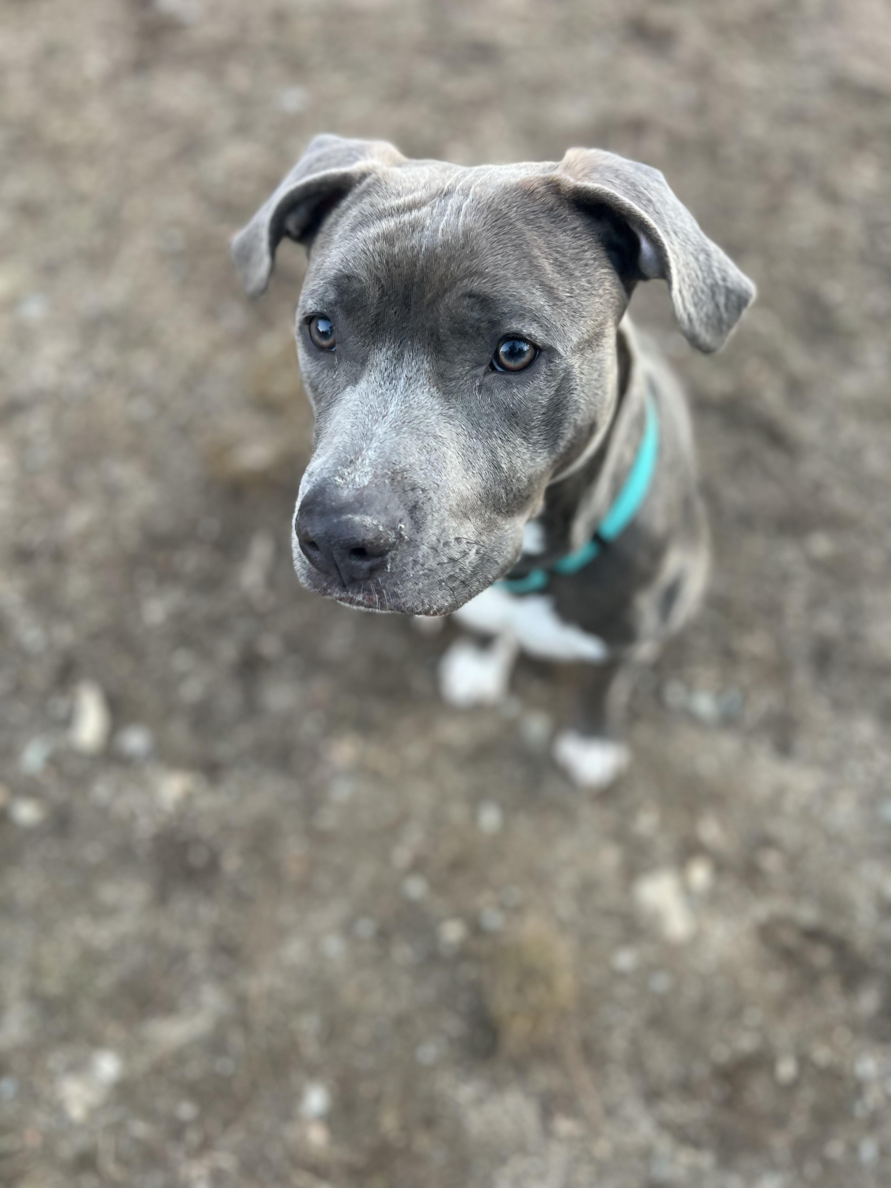 Enlarge Nala, an adoptable mixed breed in Scituate, MA image 2/2