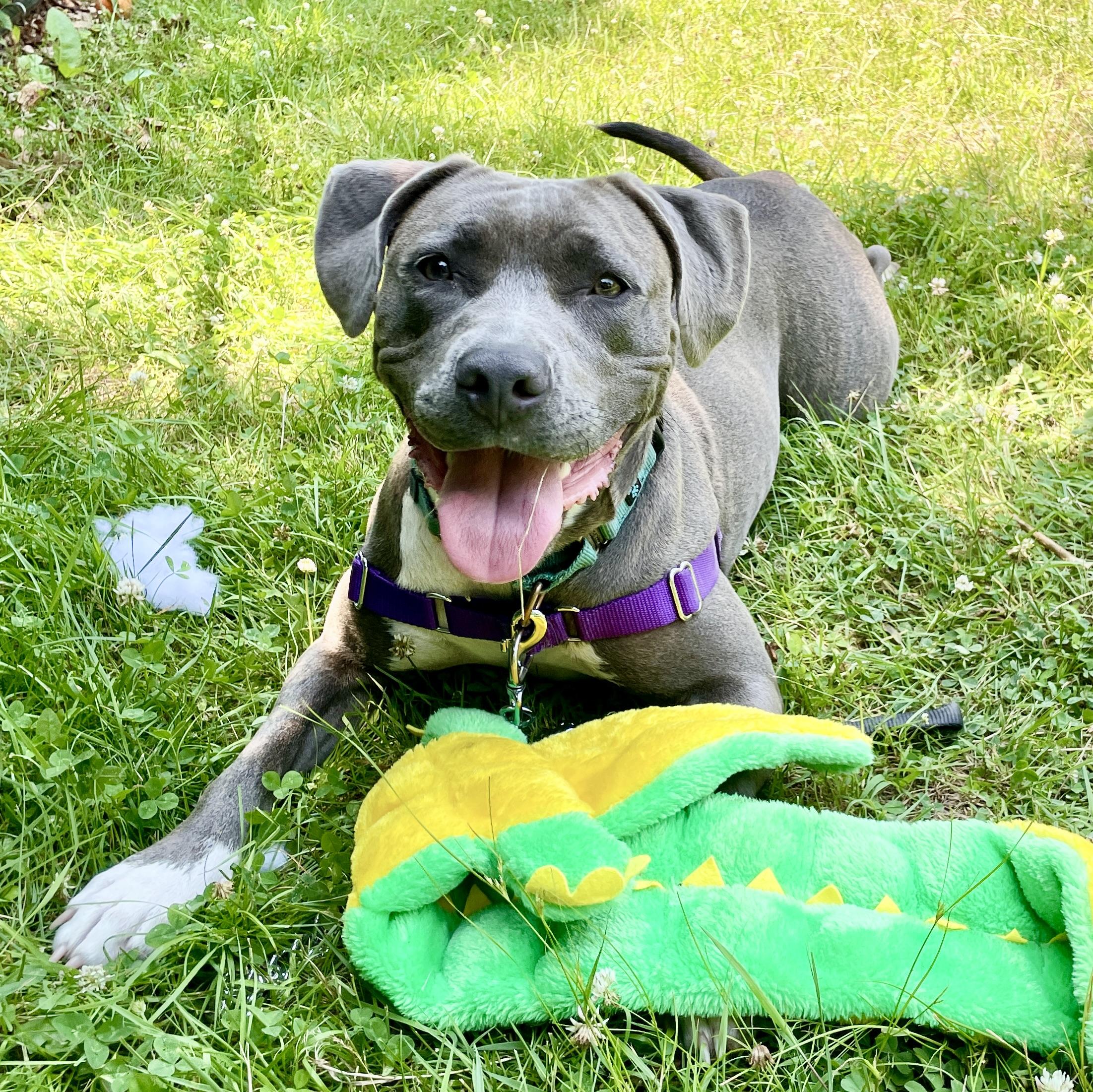Nala, adoptable, Young Female Labrador Retriever & Pit Bull Terrier.
