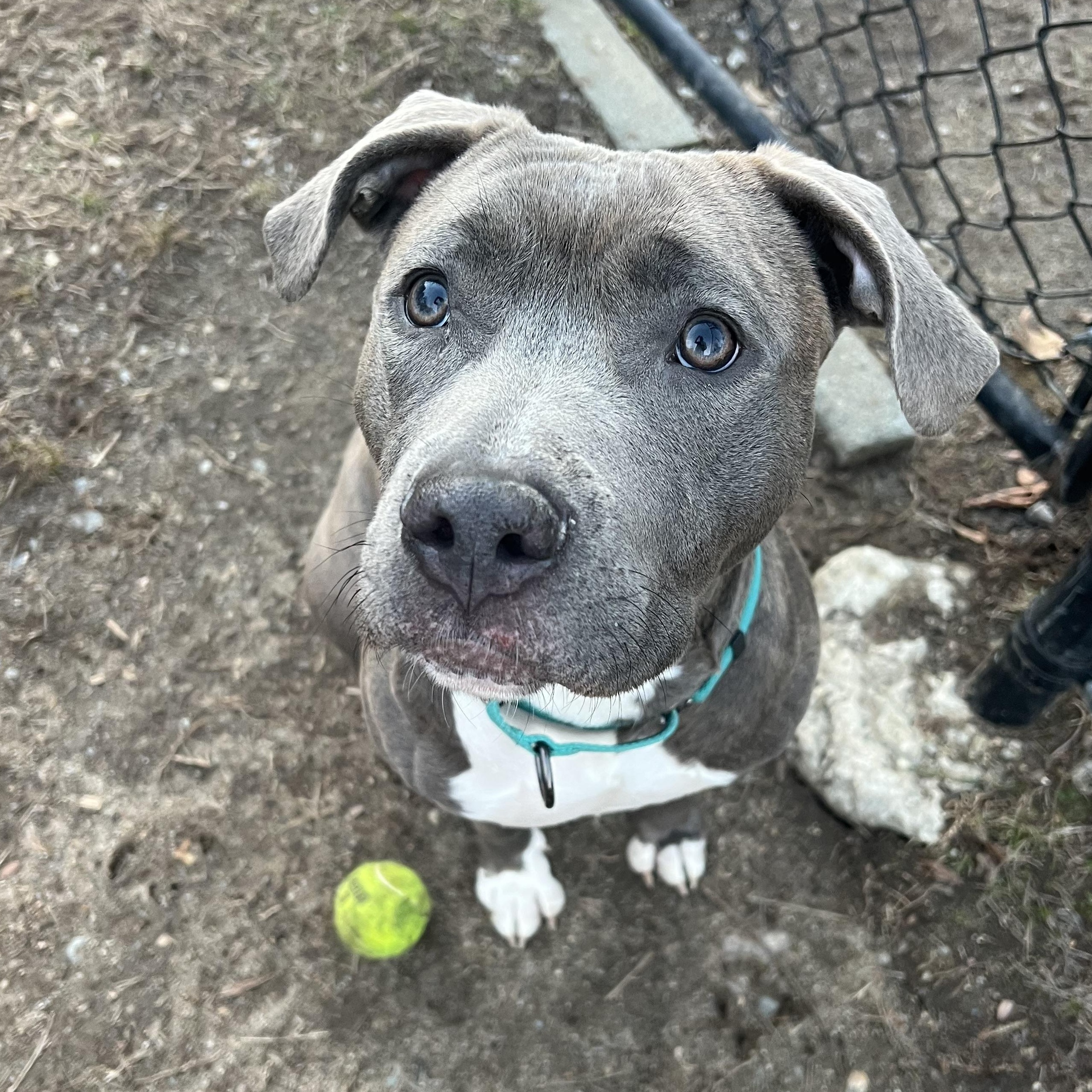 Enlarge Nala, an adoptable mixed breed in Scituate, MA image 1/2