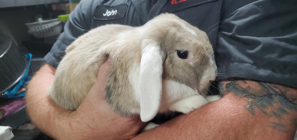 Dani & Tomi (Bonded Pair), a Adopted Lop Eared in Port Saint Lucie, FL image 1/2