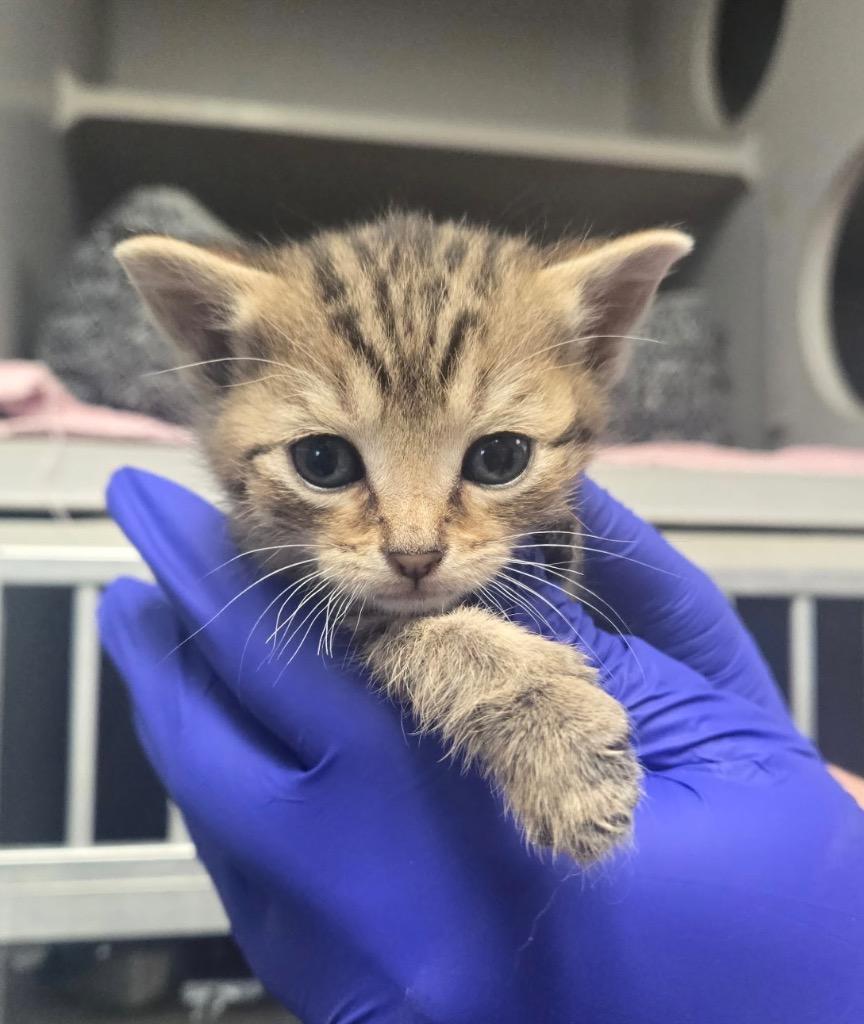 TC Bangle, Adoptable, Kitten Female Domestic Short Hair.