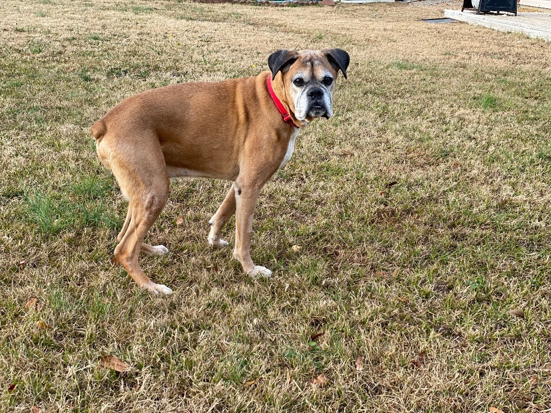 Bo, a Adopted Boxer in Grandy, NC image 1/4