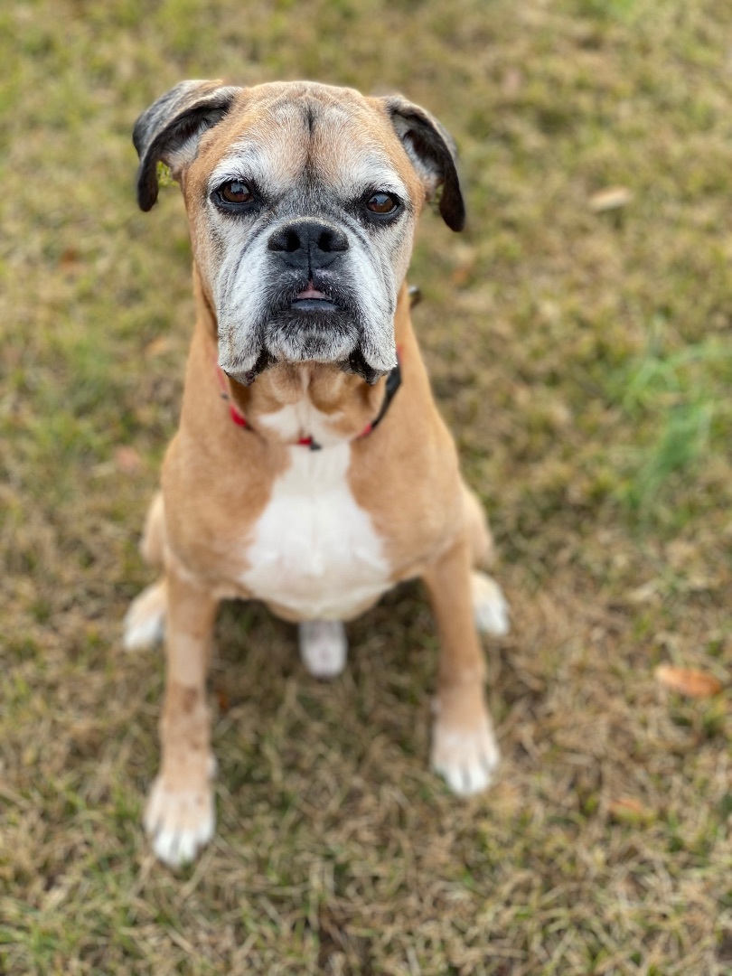 Bo, a Adopted Boxer in Grandy, NC image 2/4