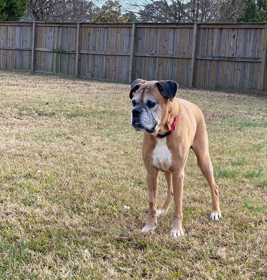 Bo, a Adopted Boxer in Grandy, NC image 3/4