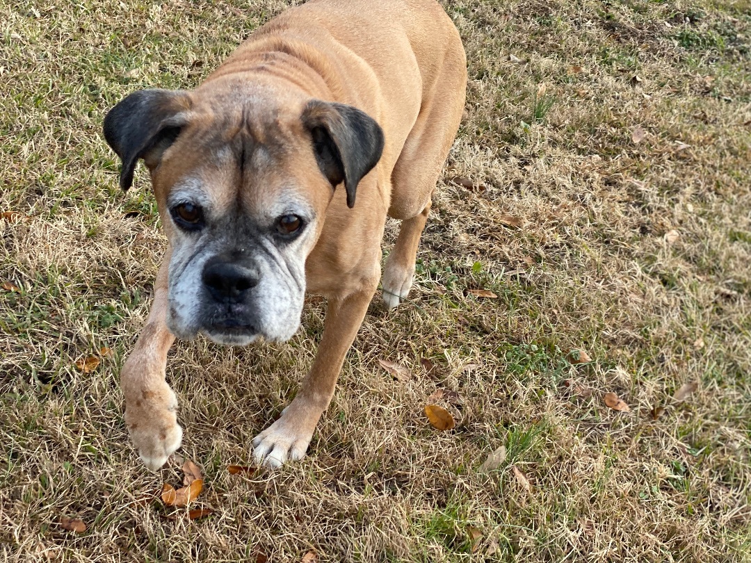Bo, a Adopted Boxer in Grandy, NC image 4/4
