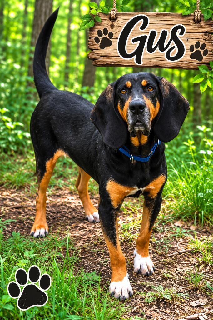 GUS, Adoptable, Young Male Mixed Breed.