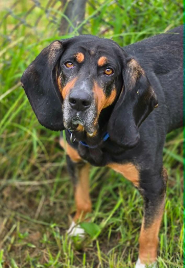 Enlarge GUS, a Adoptable mixed breed in Moberly, MO image 2/4