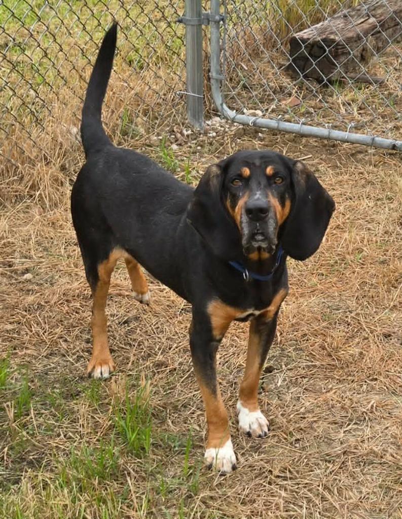 Enlarge GUS, a Adoptable mixed breed in Moberly, MO image 3/4
