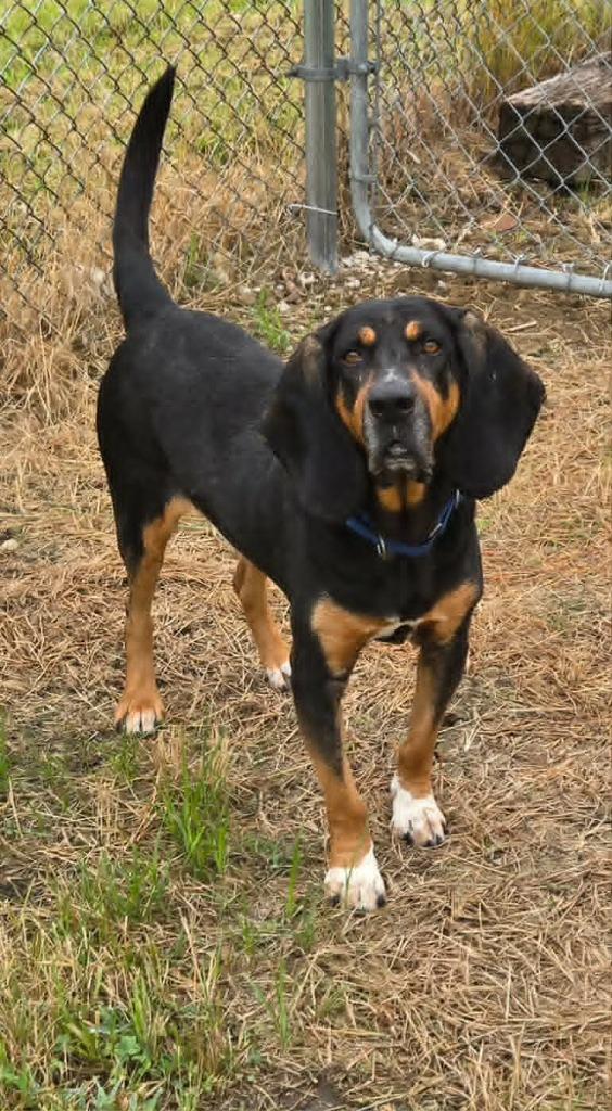 Enlarge GUS, a Adoptable mixed breed in Moberly, MO image 4/4