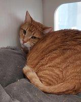 Enlarge Cedar, a Adoptable Domestic Short Hair in Atlanta, GA image 1/2