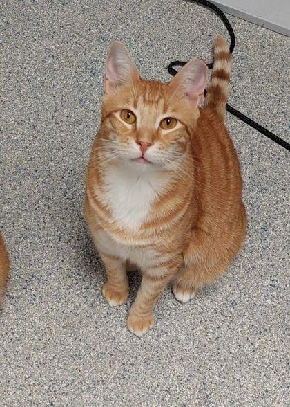 Cedar, Adoptable, Young Male Domestic Short Hair & Domestic Short Hair.
