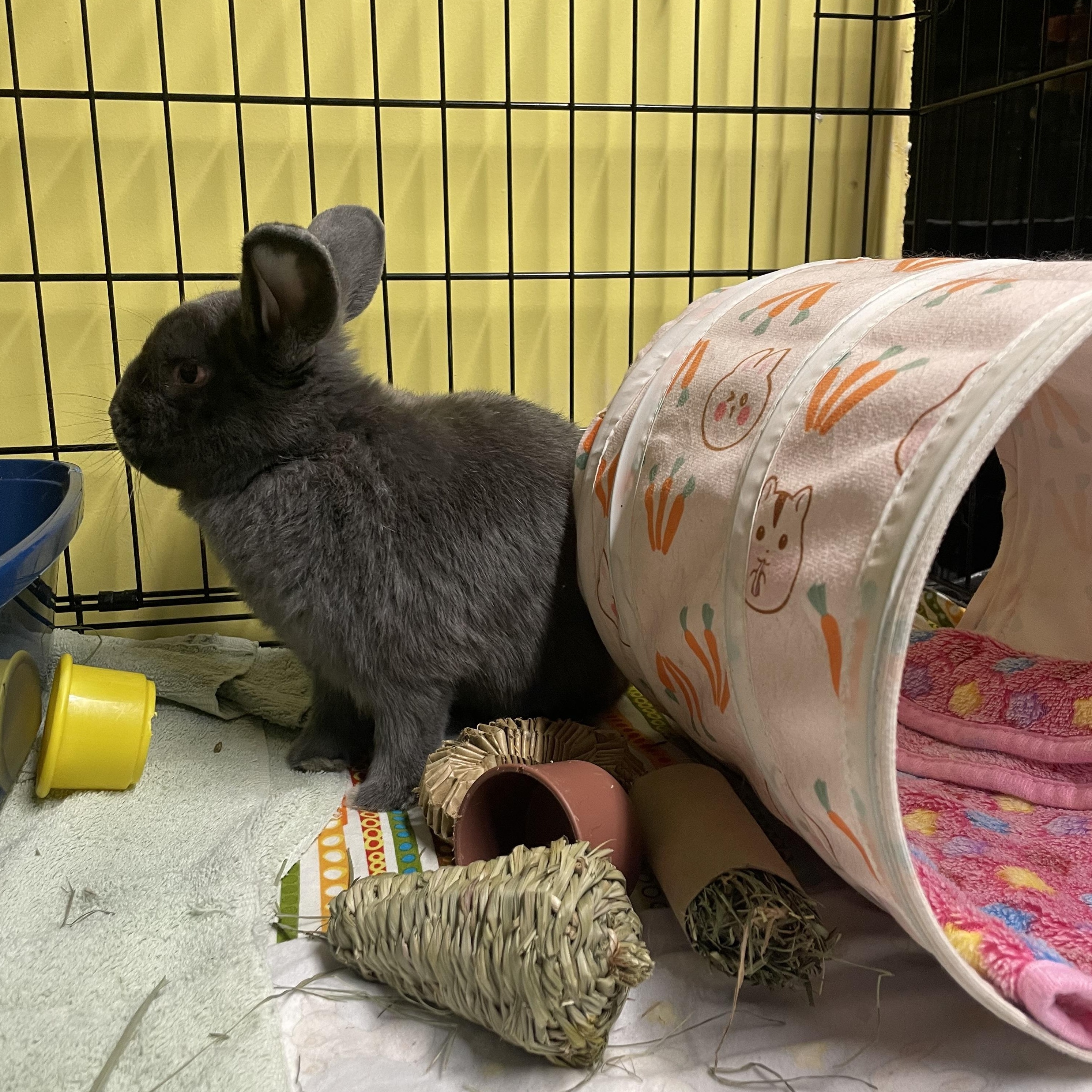 Frankenstein (“Frankie”), a Adoptable mixed breed in Ferndale, WA image 2/3