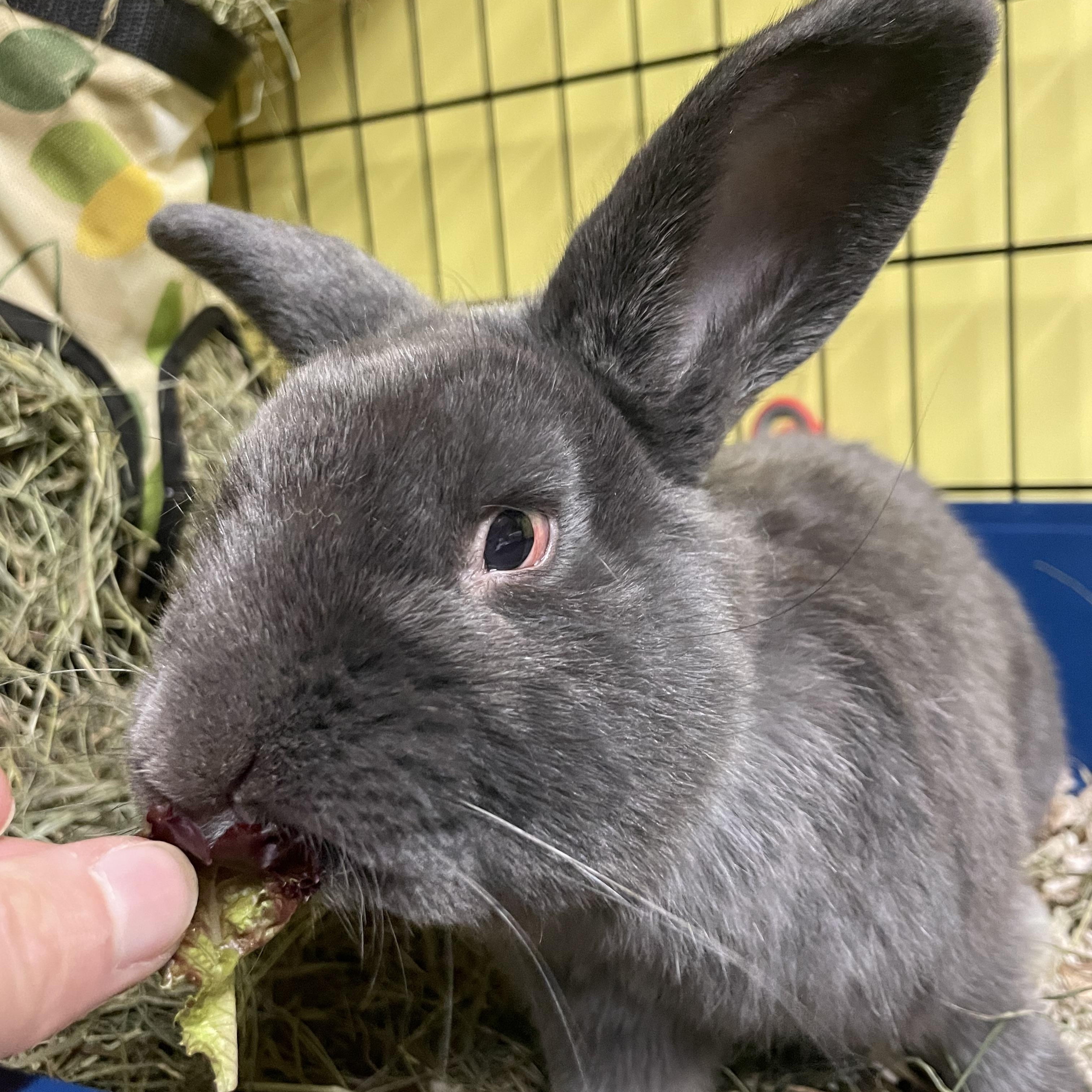 Frankenstein (“Frankie”), a Adoptable mixed breed in Ferndale, WA image 3/3