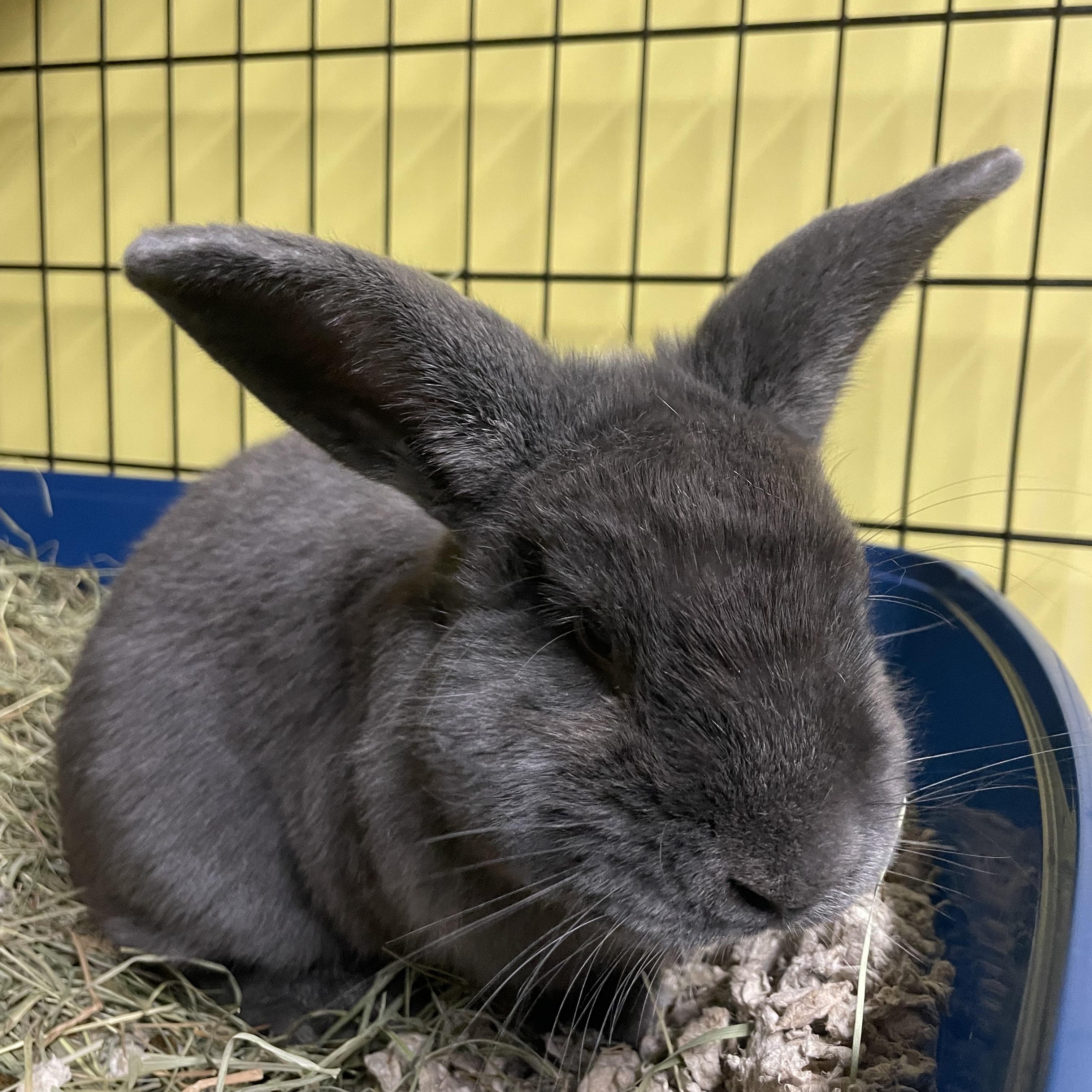 Frankenstein (“Frankie”), Adoptable, Young Male Bunny Rabbit.