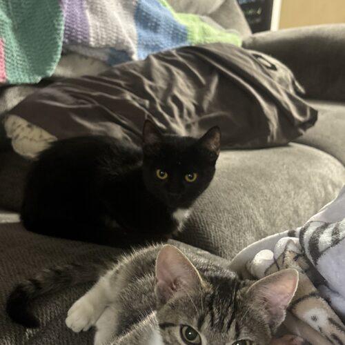 Charlie, Adoptable, Kitten Male Domestic Short Hair.