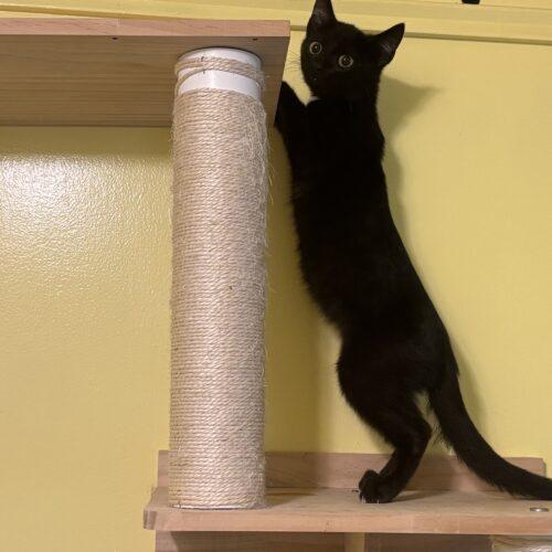 Enlarge Charlie, a Adoptable Domestic Short Hair in Kirksville, MO image 2/3