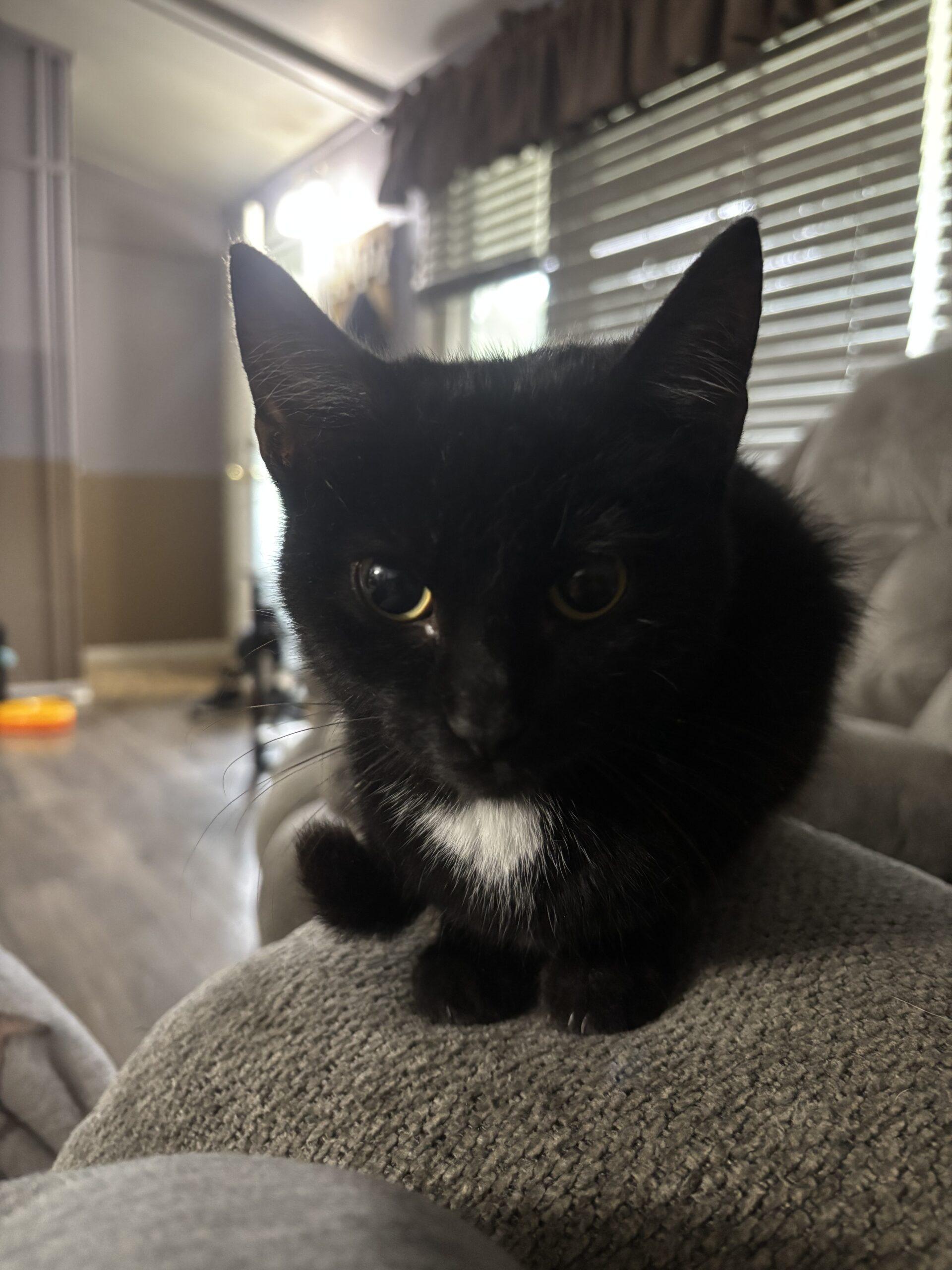 Enlarge Charlie, a Adoptable Domestic Short Hair in Kirksville, MO image 3/3
