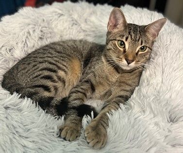 Enlarge Skye, a Adoptable Domestic Short Hair in Fort Worth, TX image 1/2