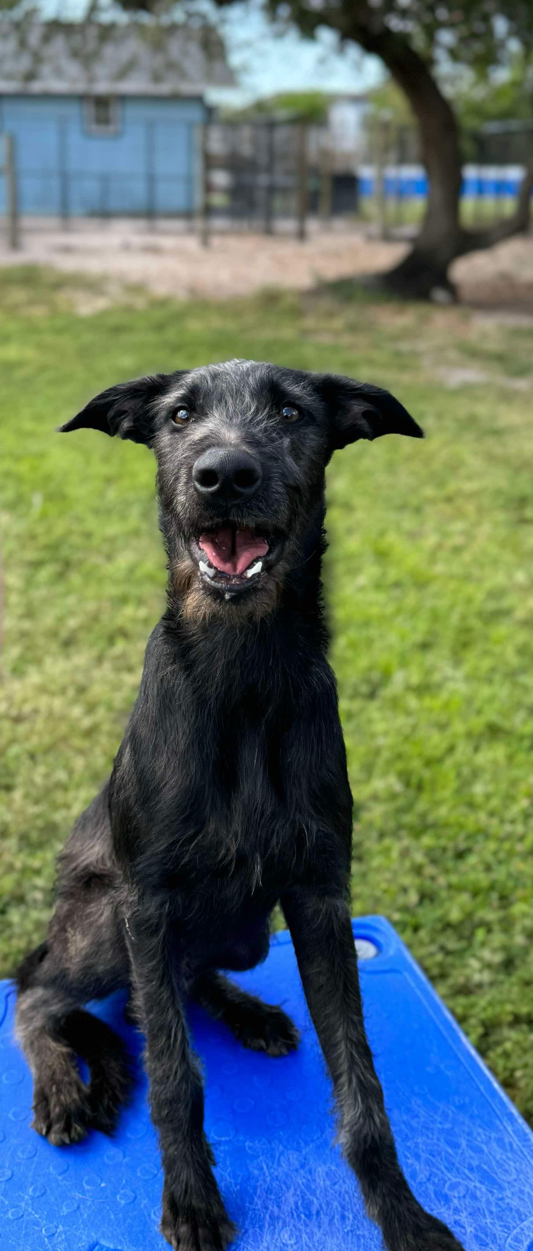 Enlarge Creature, a Adopted mixed breed in Cape Coral, FL image 1/6
