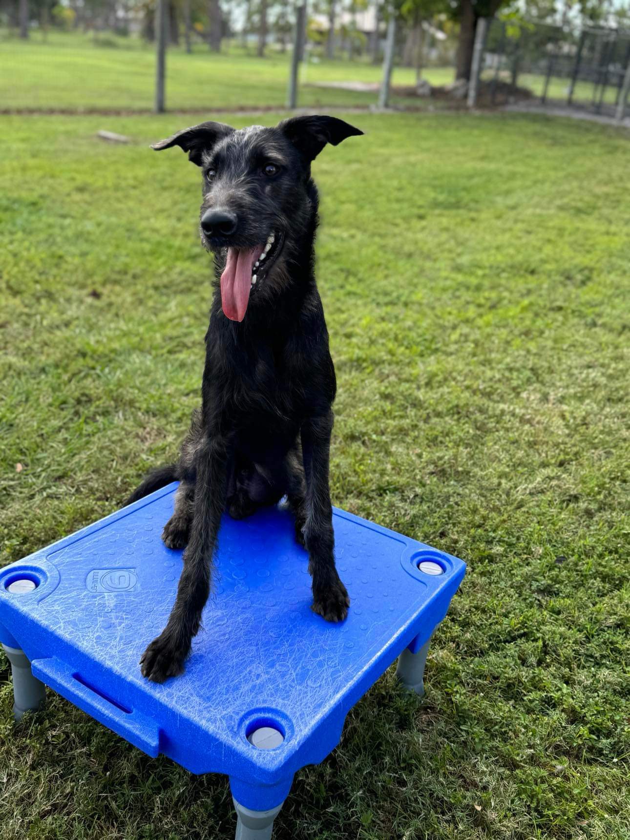 Creature, Adopted, Young Male Dutch Shepherd & Goldendoodle.