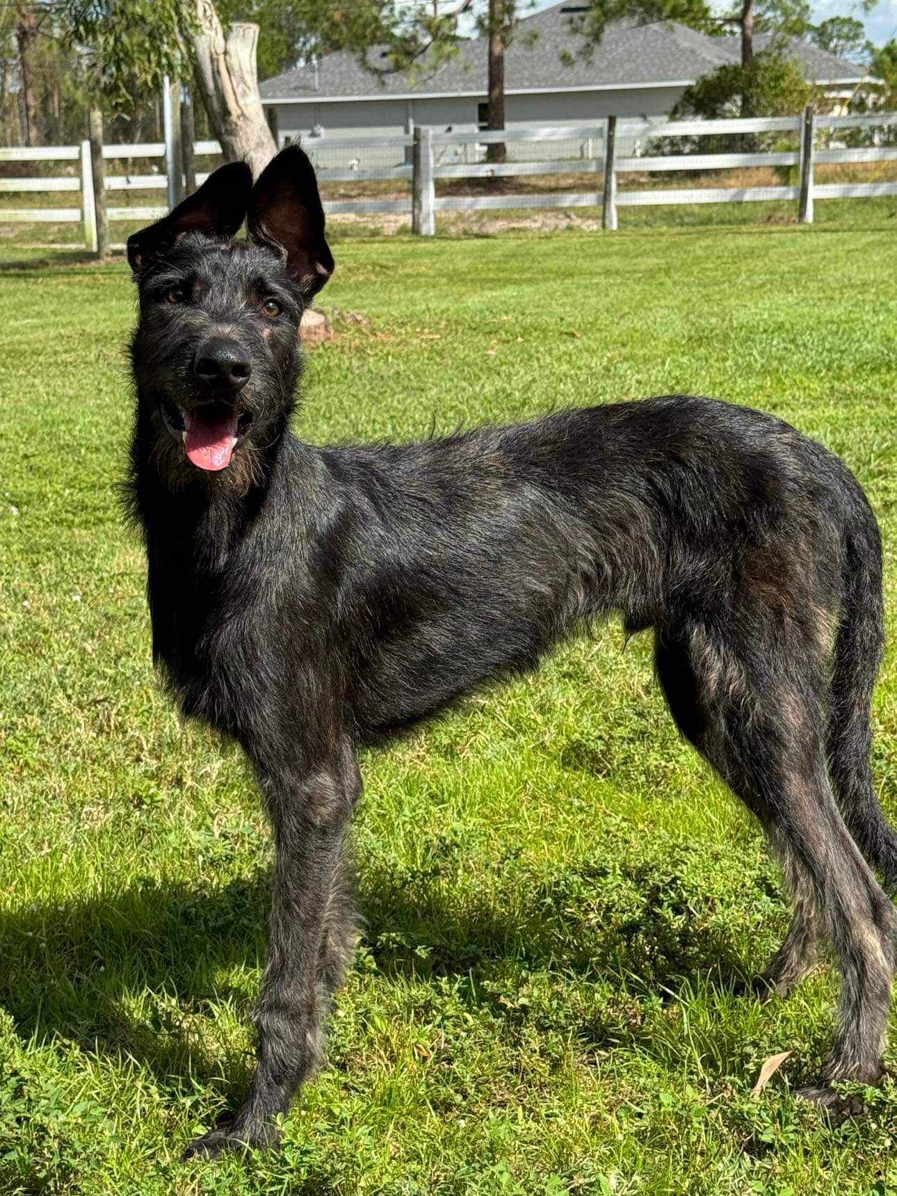 Enlarge Creature, a Adopted mixed breed in Cape Coral, FL image 3/6