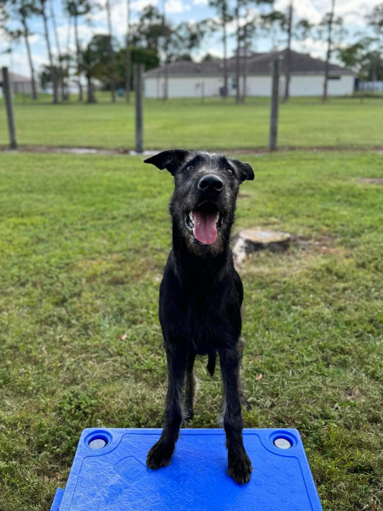Enlarge Creature, a Adopted mixed breed in Cape Coral, FL image 4/6