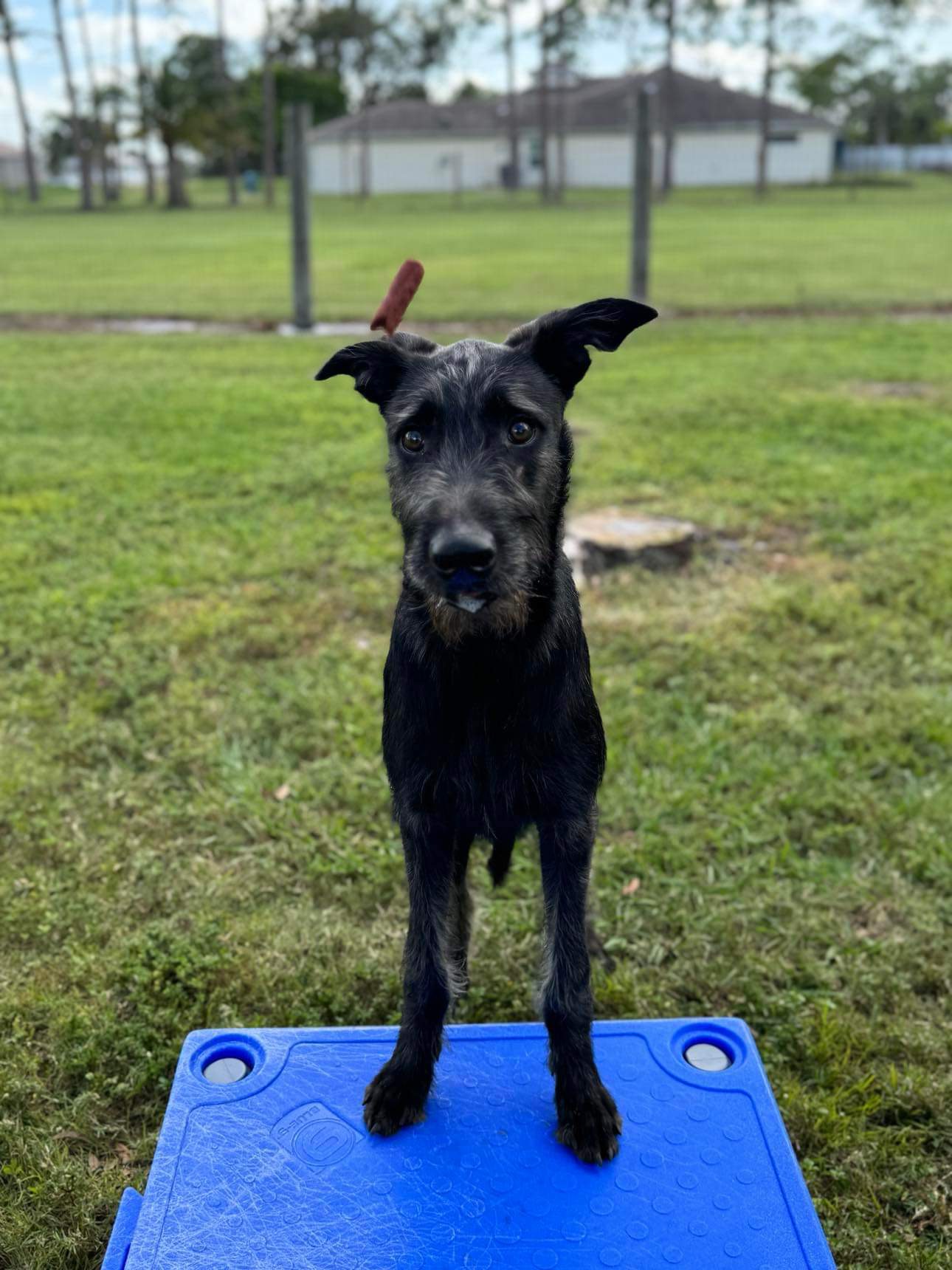 Enlarge Creature, a Adopted mixed breed in Cape Coral, FL image 6/6
